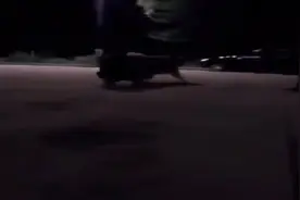 二百多斤的阿拉斯加狗狗，跑起来能把铲屎官带飞，狗劲儿可真大！