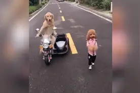 金毛竟然会开车，旁边的路人 都看呆了视频封面