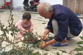 几十块钱斤的花椒，农村大哥这样摘最土豪最轻松，一般人不舍得视频封面