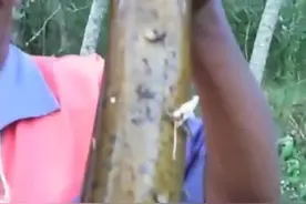 这条黄鳝真的是大，最起码有六七斤，这是我看到过的最大的黄鳝了视频封面