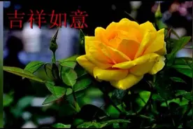 请朋友们欣赏38种花卉，漂亮级美！