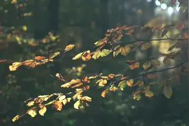 自然空灵的背景乐 使人身心放松 舒缓紧张的神经