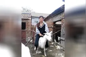农村女孩国庆欢乐多，没钱去旅游在家骑羊玩，内心却很渴望爱情视频封面