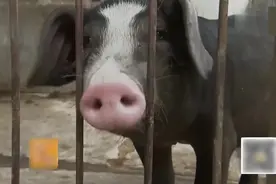 农民养殖这种地方猪，一胎产崽33只，年赚300万，赚大了！视频封面