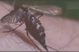 蚊子花三分钟喝饱了血，忍住没拍它竟然也没有好下场