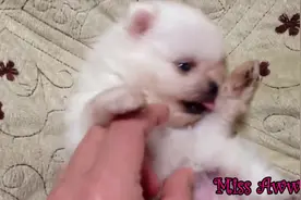 好可爱的小白狗，还是双眼皮