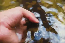 叫声像小孩的“怪物”现在属于国家二级保护动物却经常被人给抓视频封面