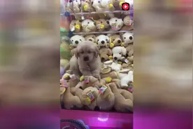 娃娃机里钻出了一只活的小狗，抓了好几次就想抓它