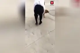 妹子的爱犬被路上的屌丝犬上了，拽拽不出来，很伤心视频封面