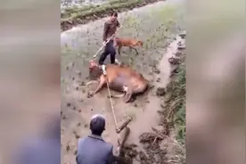 牛也不是天生就会耕田犁地 得这样教视频封面
