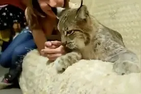 有只猞猁 狗狗表示主人不在 自己就是一盆菜 狗：我很害怕视频封面