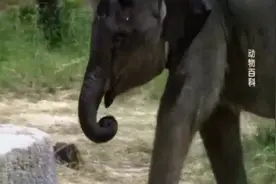 在动物世界里所有的动物都需要呼吸空气来维持生存视频封面