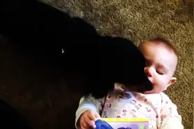 可爱的狗给婴儿舔嘴汇编视频封面