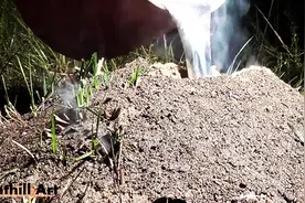 国外网友在野外发现废弃巨蚁窝，倒入铝汁后挖出，简直太漂亮了！图片