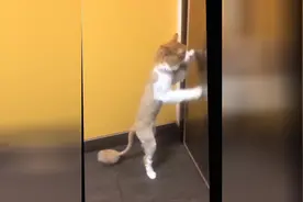 宠物搞笑瞬间视频，猫咪被自己吓的呆住了！最后那只猫懵逼了！图片