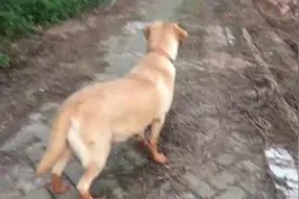 金毛啊，你跟着猪朋狗友一起去嗨，就没天没地的玩得全身是泥图片