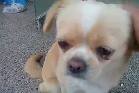 狗狗泪别主人的一幕,主人也哭了！图片