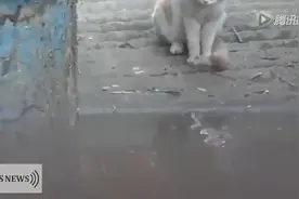 印度一个公园内小猫VS凶猛鳄鱼，无知者无畏啊图片