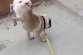 狗狗撒尿都能撒出自己的个性 让人忍不住大笑图片