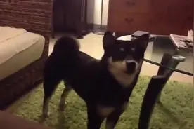 柴犬天天问主人要吃的，主人嫌弃她胖还不给吃的，狗狗不愿意了！图片