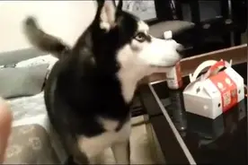 狗狗因主人不让它吃麦当劳而暴怒，但发现硬的没用后它决定来软的图片