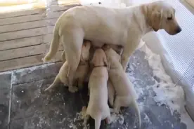 一群六周大的小狗围着妈妈要奶喝，狗妈妈都快招架不住了，好有爱图片