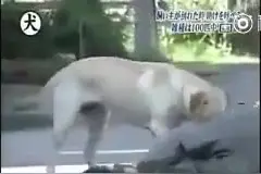 网友记录下当主人晕倒后，汪星人做出的反应，太不可思议图片