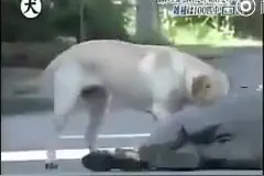网友记录下当主人晕倒后，汪星人做出的反应，太不可思议图片