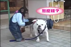 猩猩狗狗大冒险，继续上演。看到这两只小神经病，我每次都被萌化图片