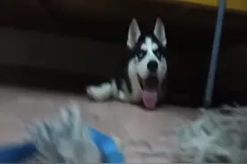 我家捣蛋的二哈，把家拆了，躲在床底图片