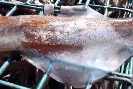 原来鱿鱼皮肤还会变色，好神奇啊！密集恐惧症先万别看？视频封面