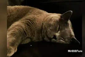 视频集锦：睡觉打呼噜的动物们图片