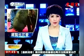 华东最大藏獒现身， 一亮相，瞬间傻眼了！视频封面