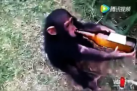 喝醉了的猴子，彻底笑翻了图片