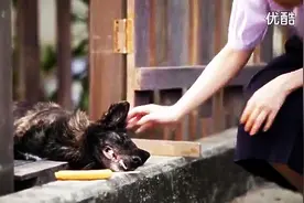 泰国广告：堪比忠犬八公的故事，忠犬的故事是否也在你身边发生过图片