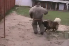 这才是真正的护卫级高加索犬图片