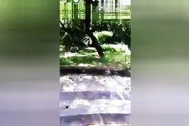 现场实拍印度孟加拉虎吃人视频，整个过程惊心动魄！视频封面