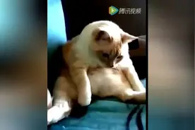 狗狗控萌图第53波：放屁和打嗝一气呵成的猫咪图片