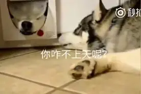 一只二哈卡在了猫洞，另一只二哈一直嘲笑，看来仇很深，字幕亮了图片