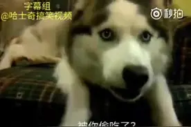 妹子每天都给二哈两个鸡腿吃，这天只给了一个鸡腿，二哈不开心了图片