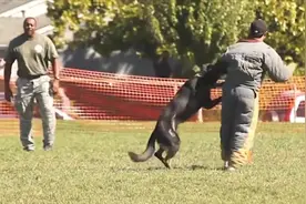 实拍国外警犬比赛现场，这些狗狗太猛了，扑咬能力惊人！图片