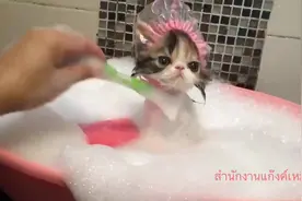要被这只乖乖洗澡的奶猫萌化了~图片