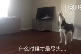 主人上班后，用摄像头记录下家里哈士奇的行为，看着好心疼！图片