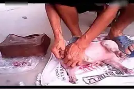 老兽医2分钟骟了3头猪，敢问现在的兽医谁有这样的绝活！图片