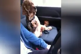 狗狗坐车的时候害怕，非要握着主人的手才放心图片