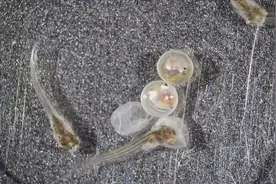 显微镜下的鱼卵孵化过程，可算明白鱼是怎么孵出来的了图片