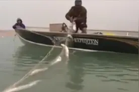 父子俩下了一片粘网，收获真不错，回家处理一下晾鱼干！图片