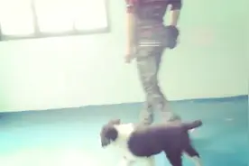 狗狗在说什么你知道吗？常见的狗狗的叫声及其含义图片