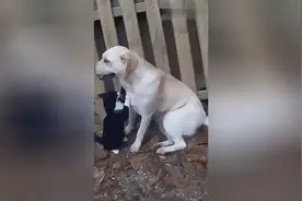 ​萌宠搞笑图第88波:这猫一看就是撩妹高手图片