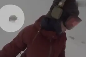 自拍不知被黑熊追 真是累死熊宝宝了图片